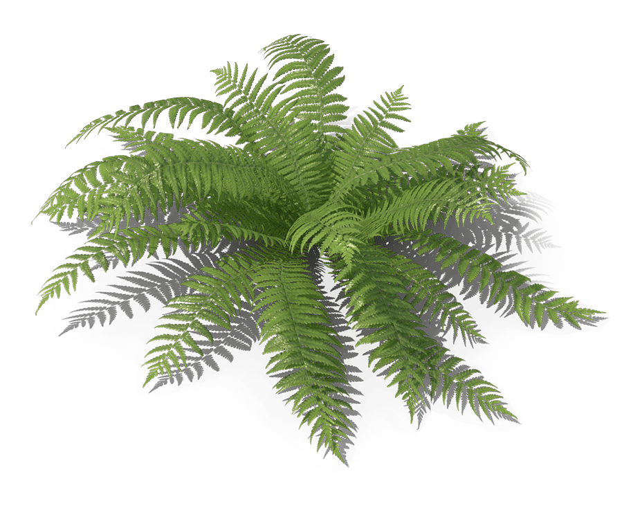 Calaguala